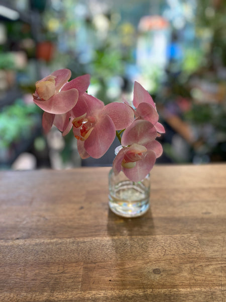 Phalaenopsis Orchid in Vase