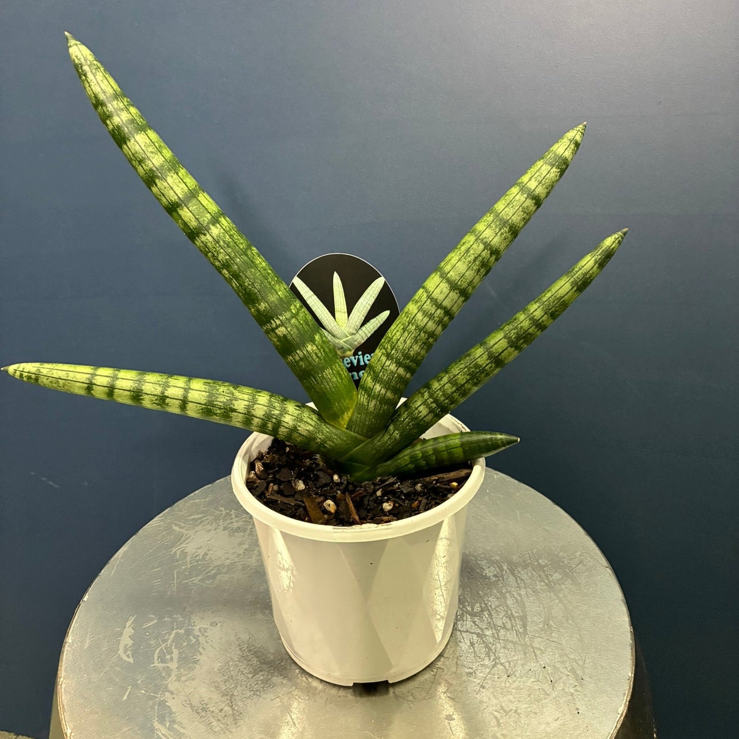 A potted snake plant with upright green leaves featuring light yellow stripes, in a white plastic pot, displayed on a round metallic stand against a dark blue-gray background.