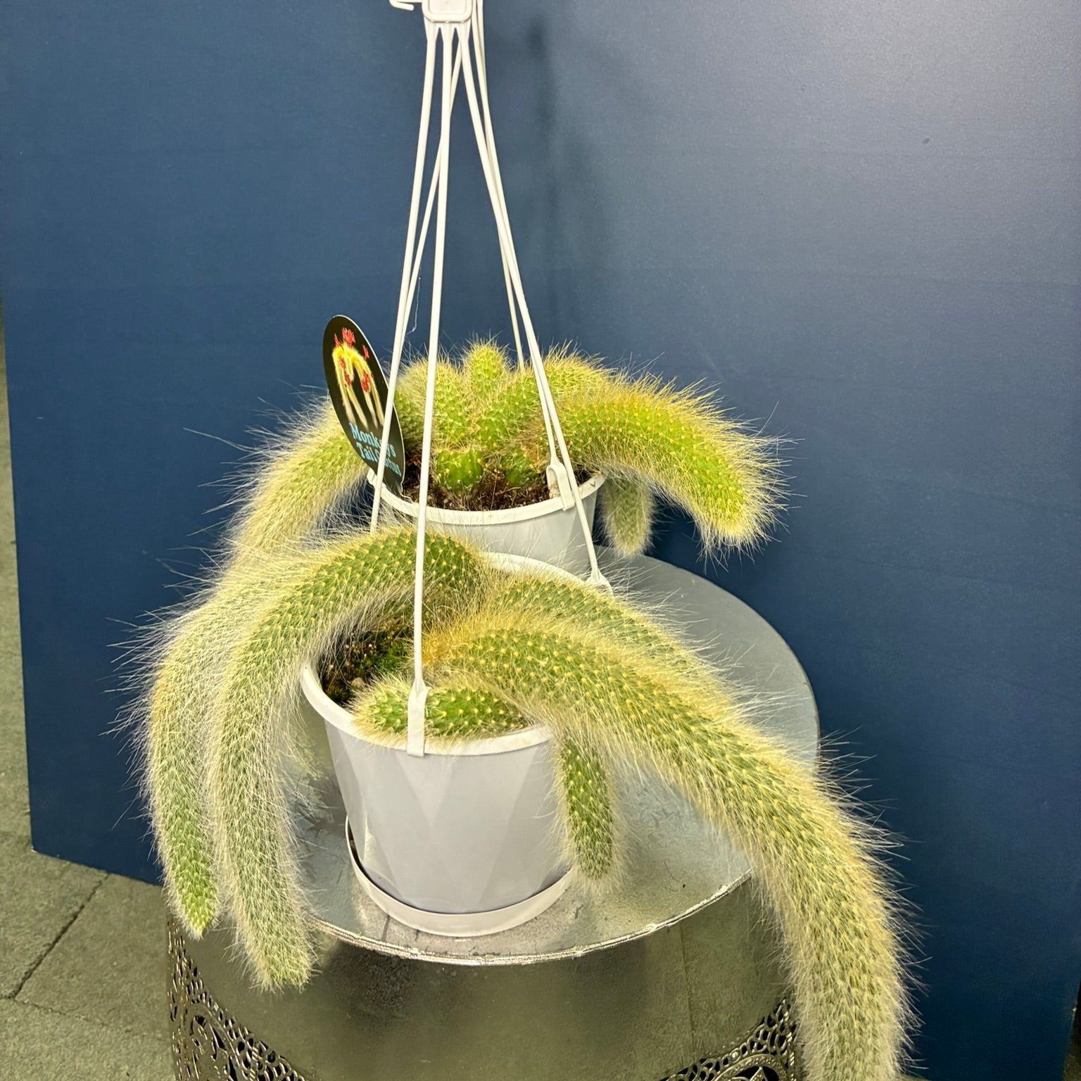 Monkey Tail Cactus