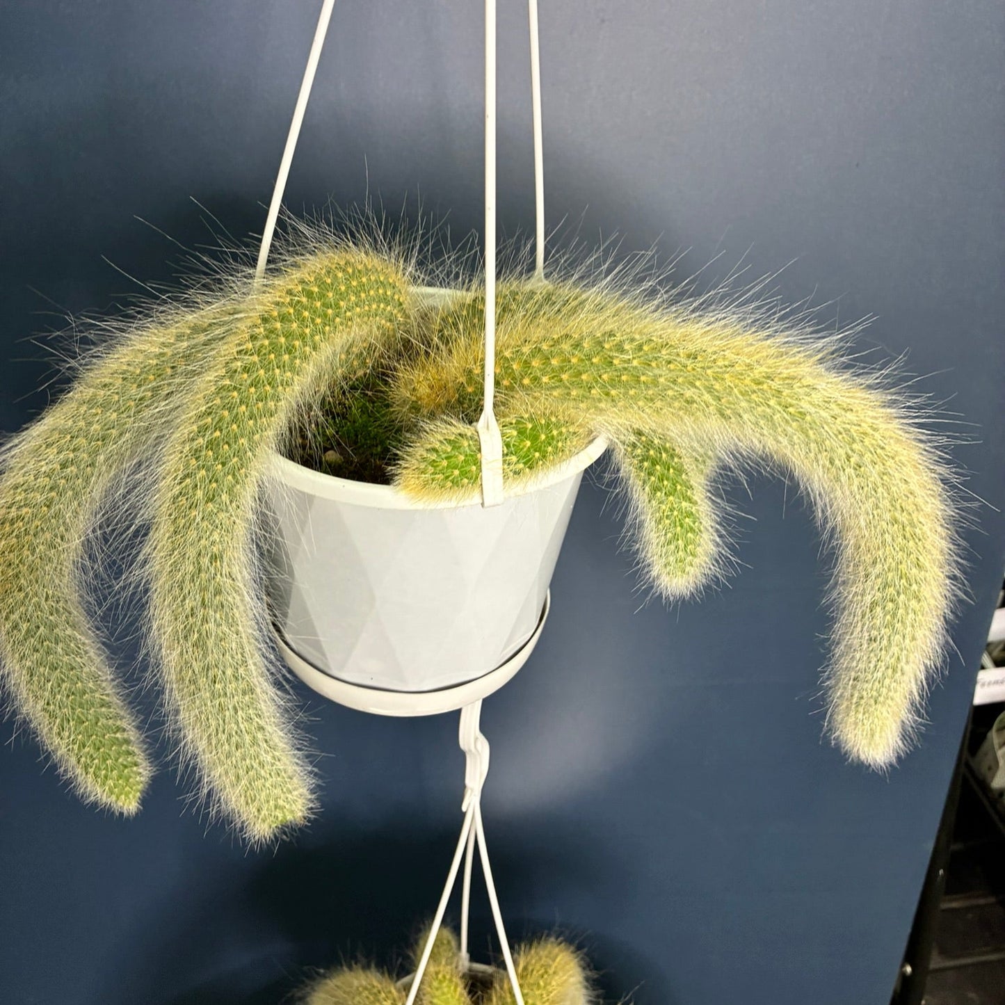 Monkey Tail Cactus
