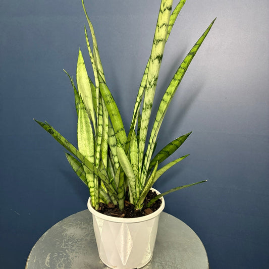 A potted Sansevieria (snake plant) with upright, sword-like green leaves featuring dark horizontal bands, in a white plastic pot sitting on a round metallic table against a dark blue-gray background.