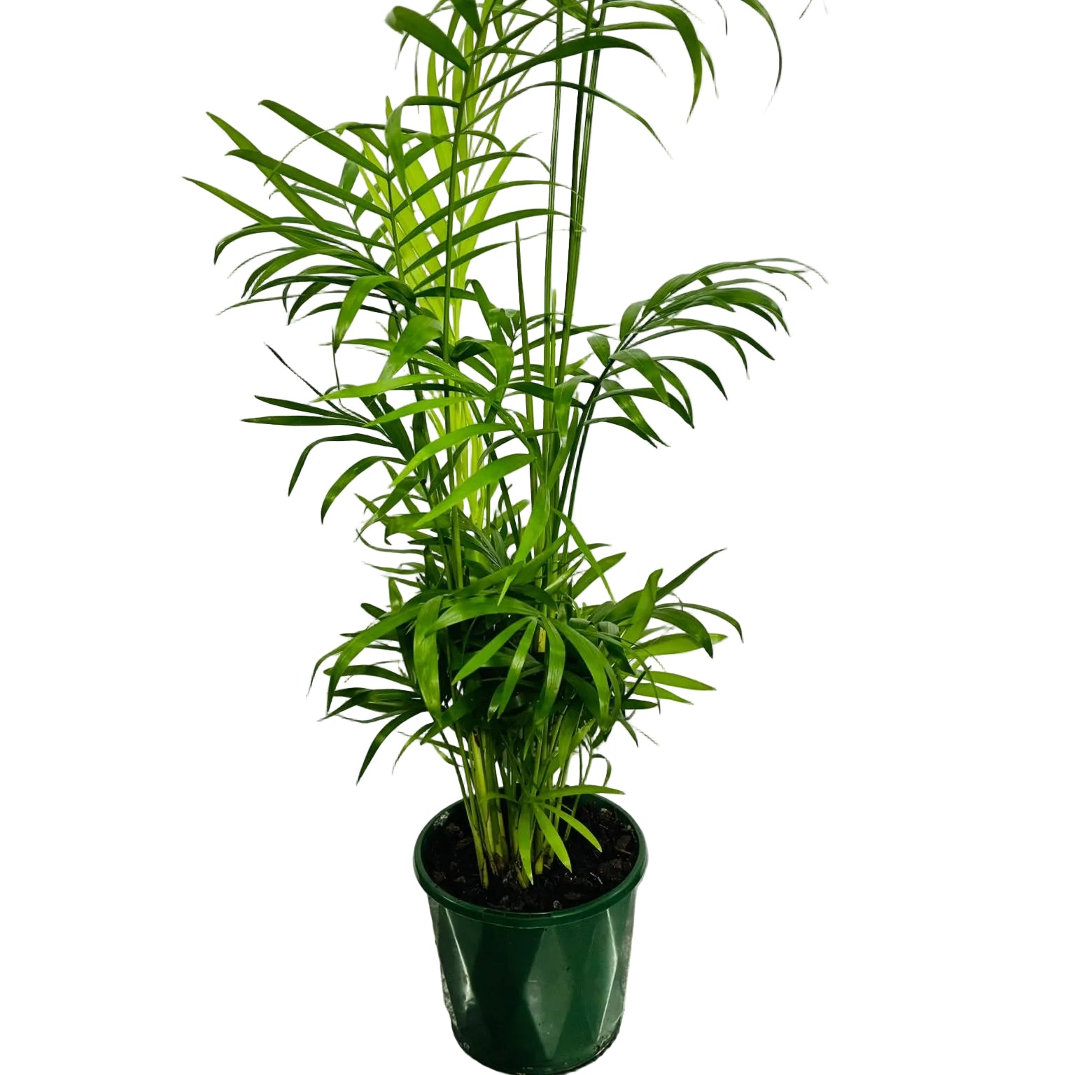 Small Plant