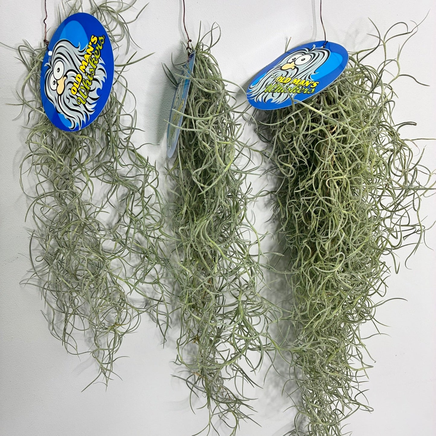 Spanish Moss