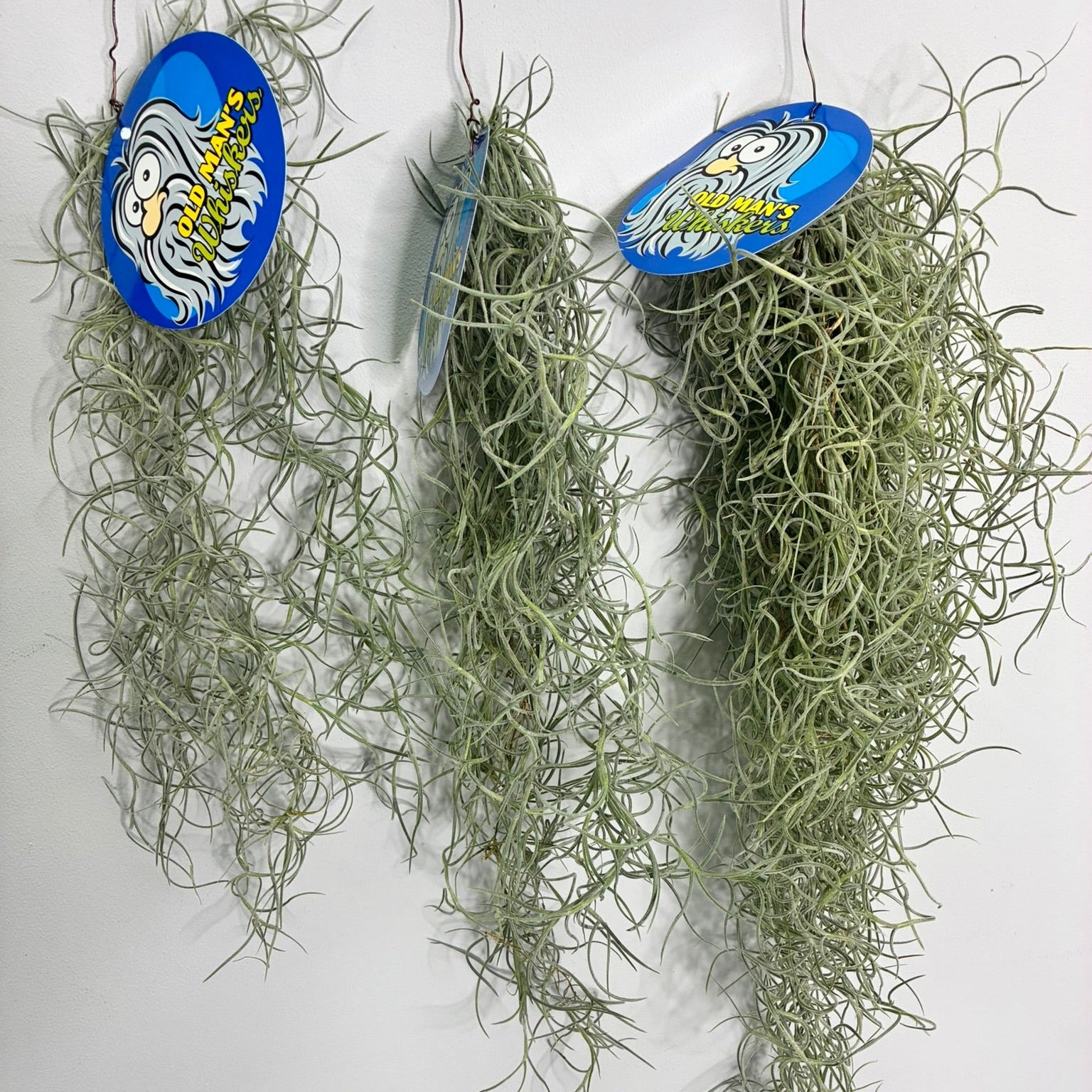 Spanish Moss