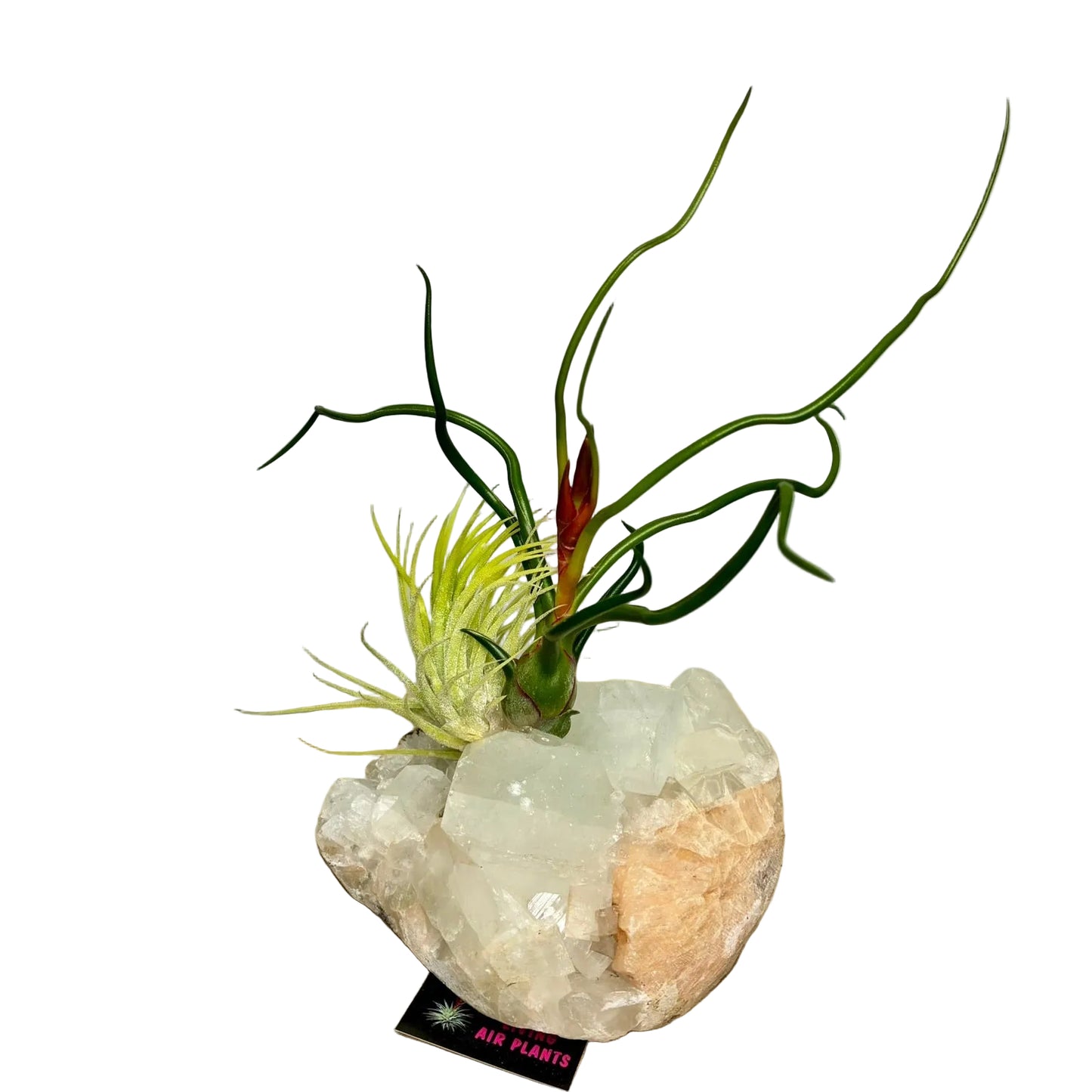 Airplant on crystal