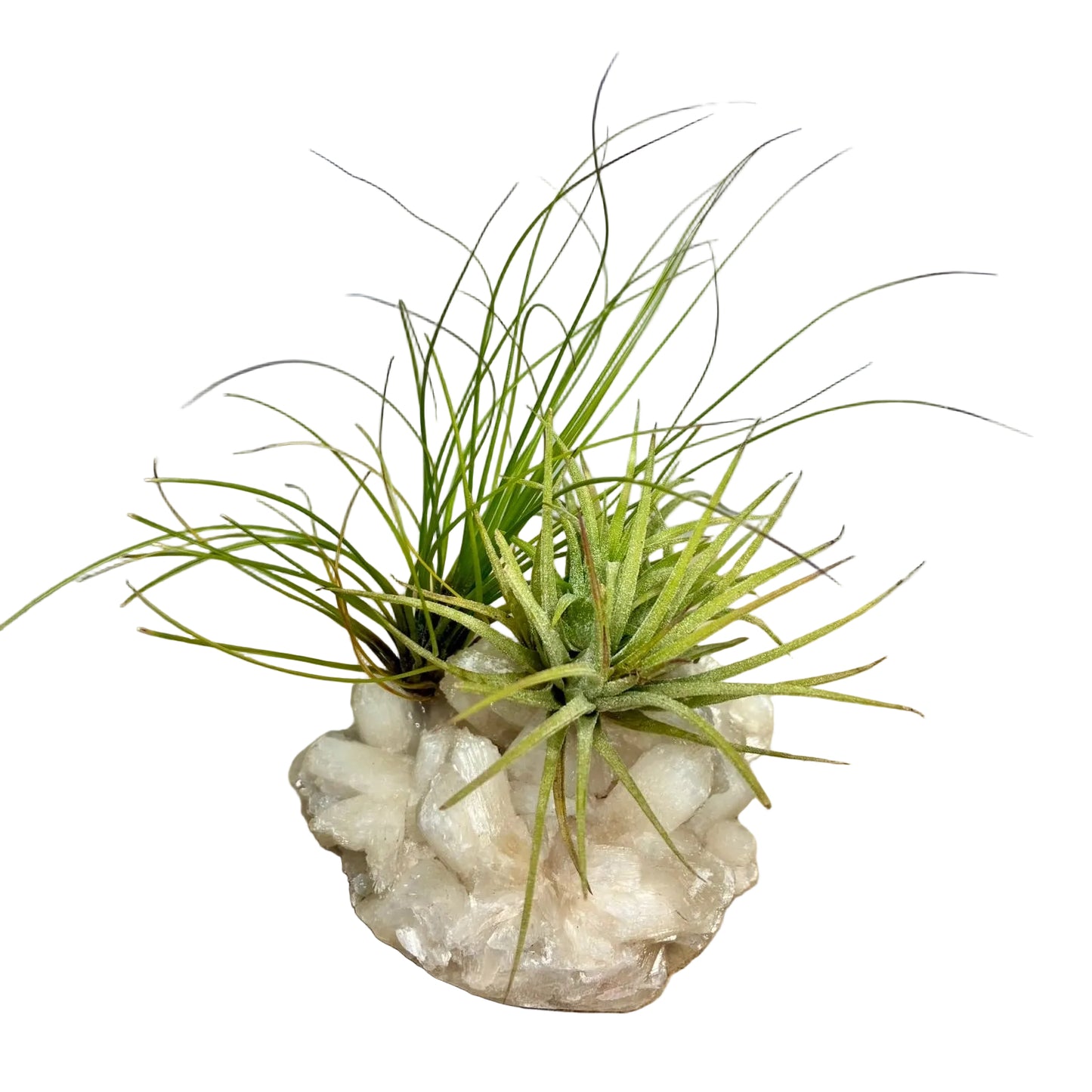 Airplant on crystal