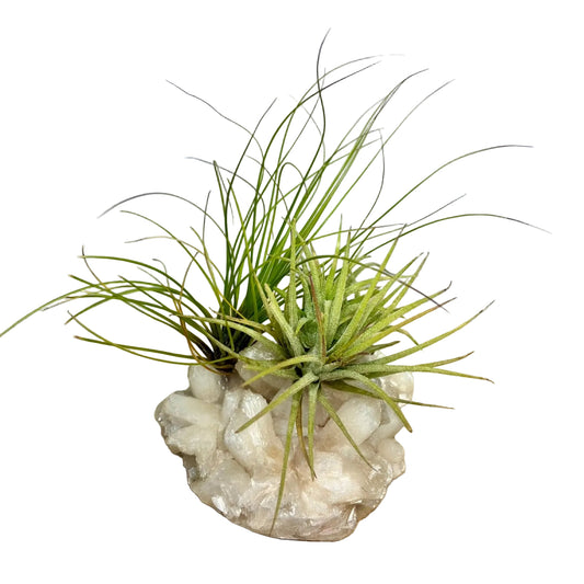 Airplant on crystal