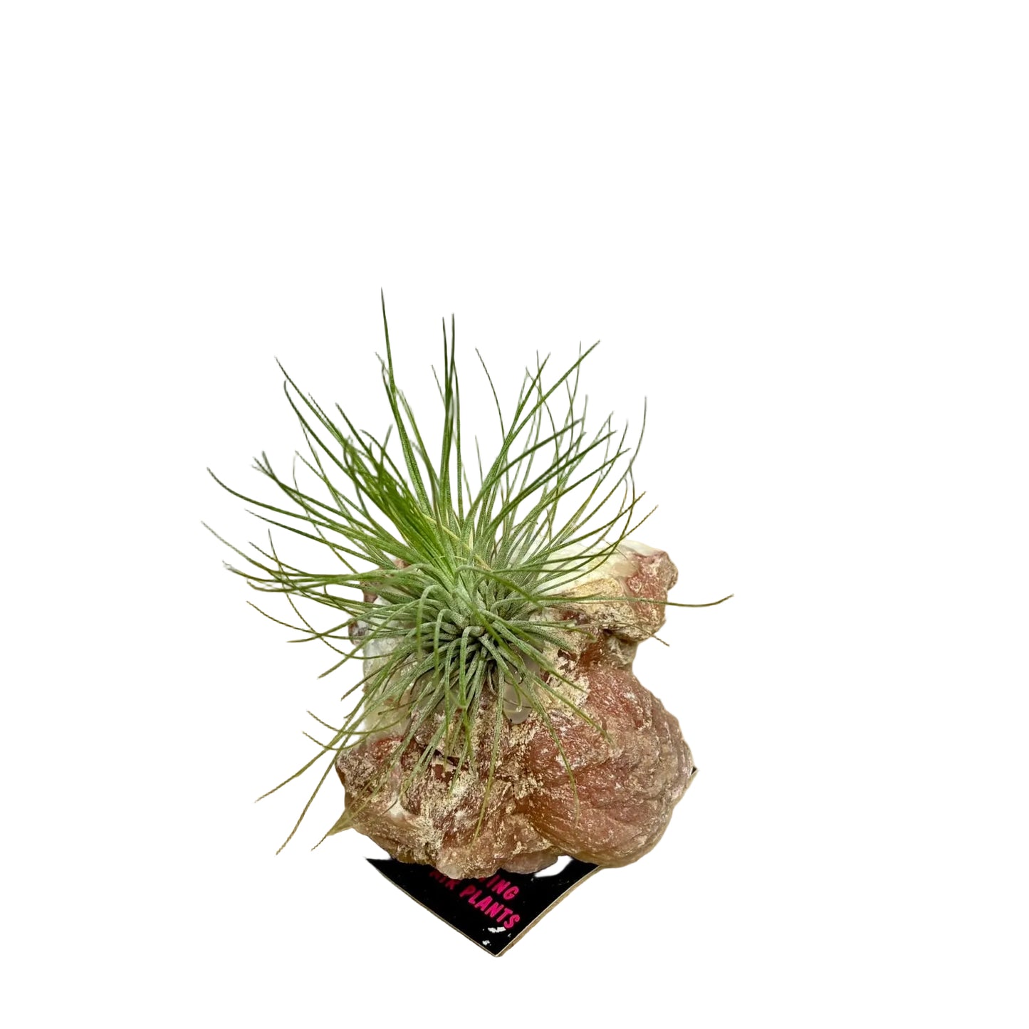 Air plant on crystal