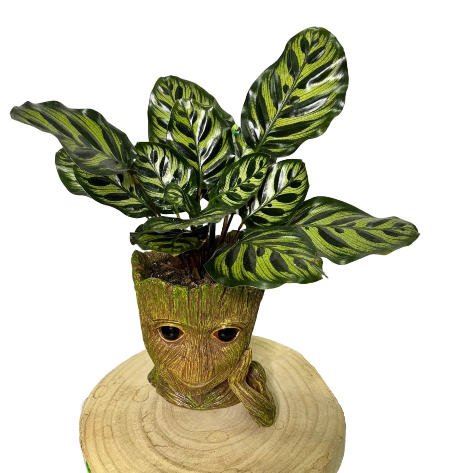 groot
