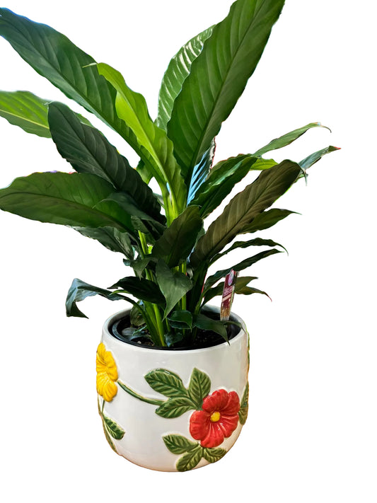Combo - Floral Pot with Blue Moon Peace Lily