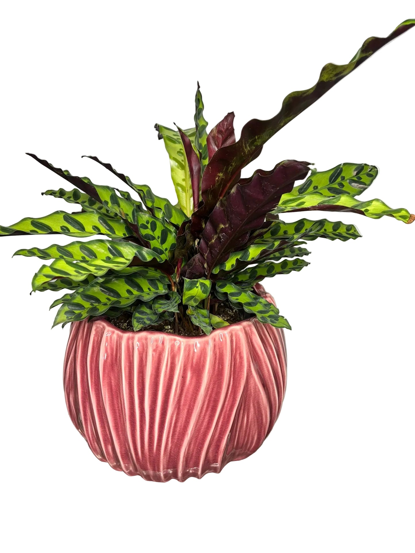 Tulip Pot S/2 Rose