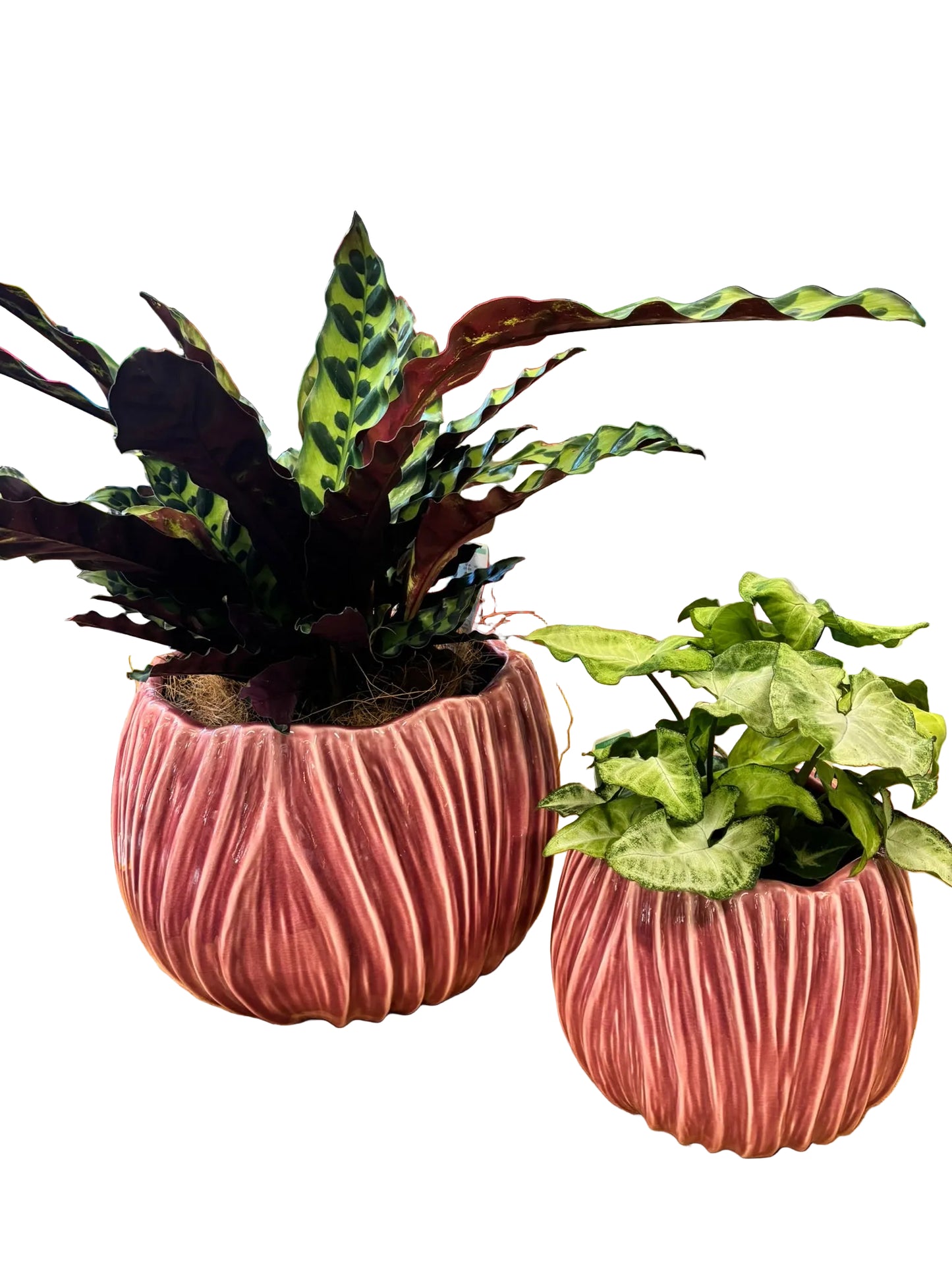 Tulip Pot S/2 Rose