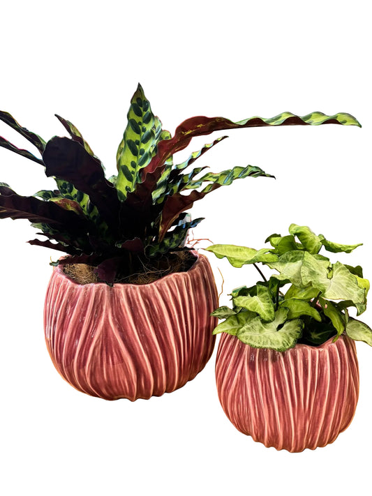 Tulip Pot S/2 Rose