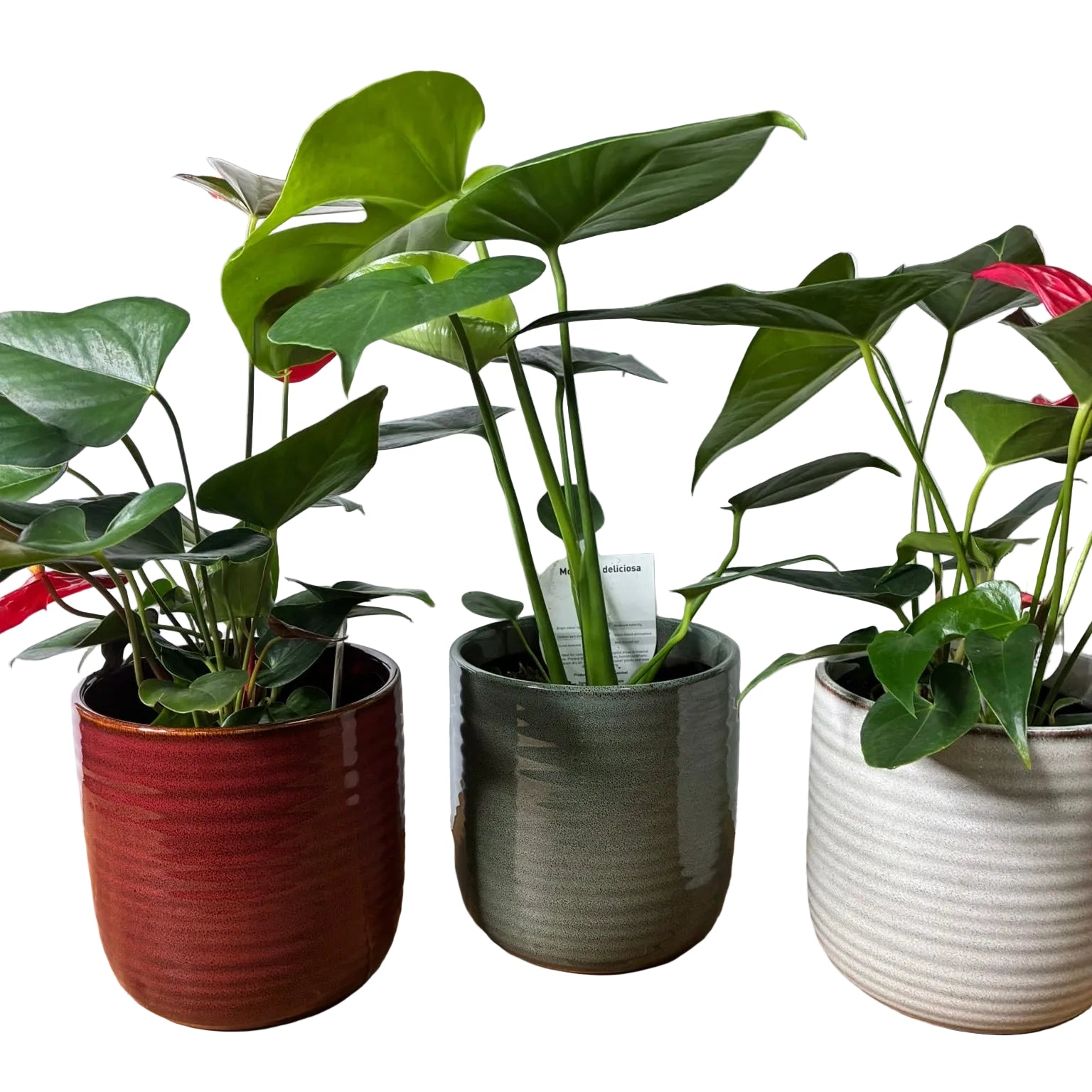 Three potted houseplants arranged on a wooden surface against a white brick wall. The plants have broad green leaves and small red flowers, with two in textured ceramic pots (one reddish-brown, one gray, one off-white) and one in a dark pot.