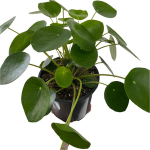 Chinese Money plant 170mm