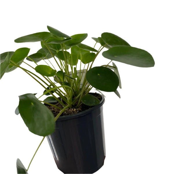 Chinese Money plant 170mm