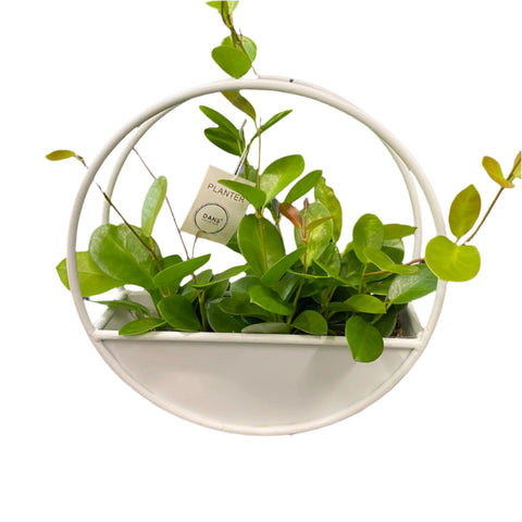 Round Wall Planter White with plant