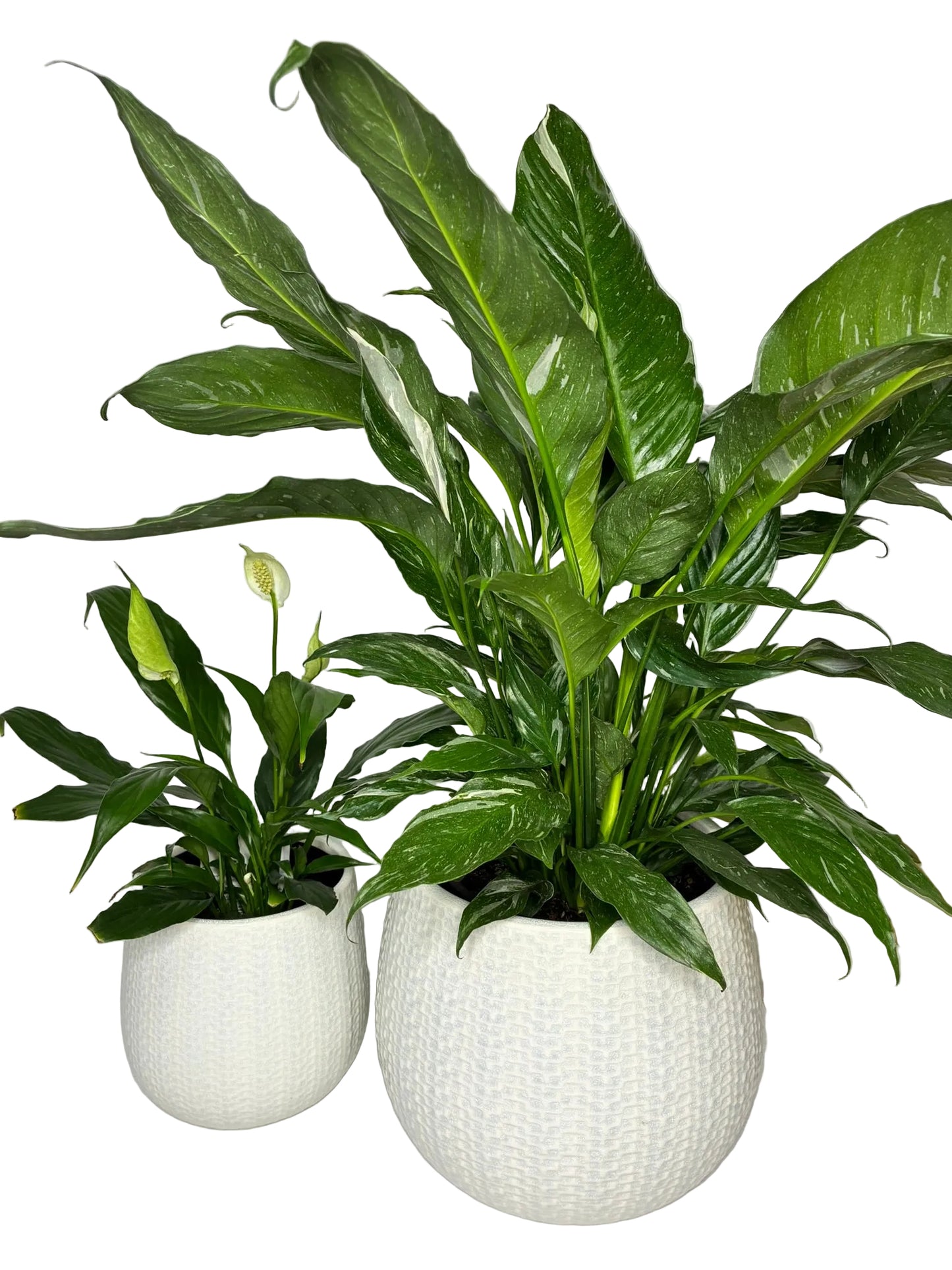 Peace Lily
