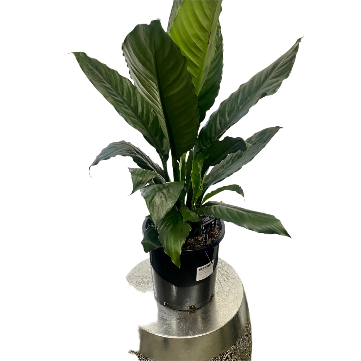 Spathiphyllum Cochlearispathum Blue Moon 200mm Peace Lily