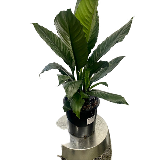Spathiphyllum Cochlearispathum Blue Moon 200mm Peace Lily