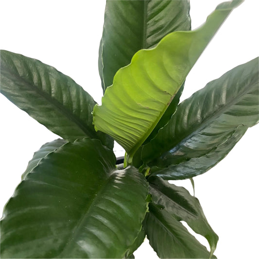 Spathiphyllum Cochlearispathum Blue Moon 200mm Peace Lily