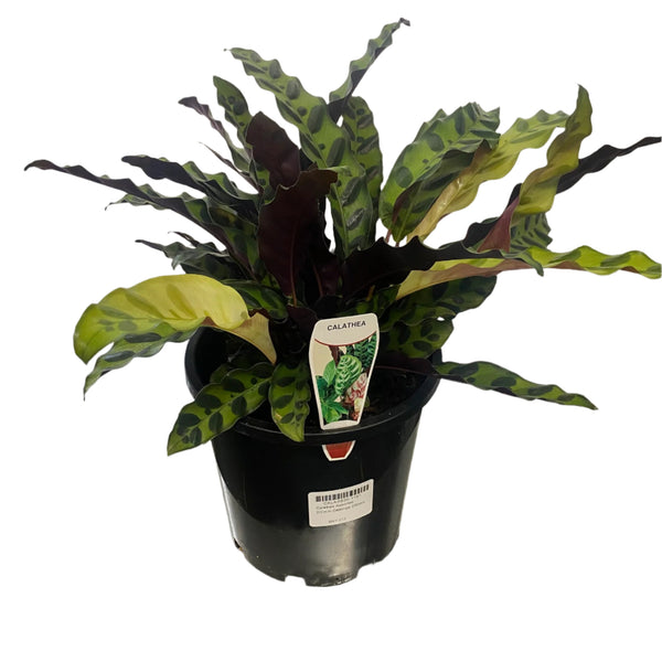 Calathea Insignis 200mm