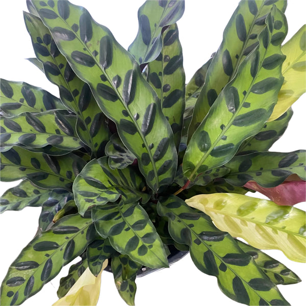 Calathea Insignis 200mm