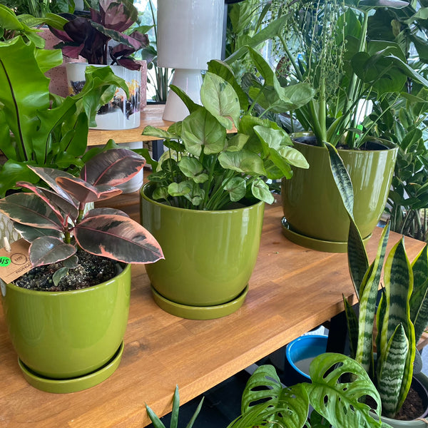 Green Planters with Saucers 3 Sizes