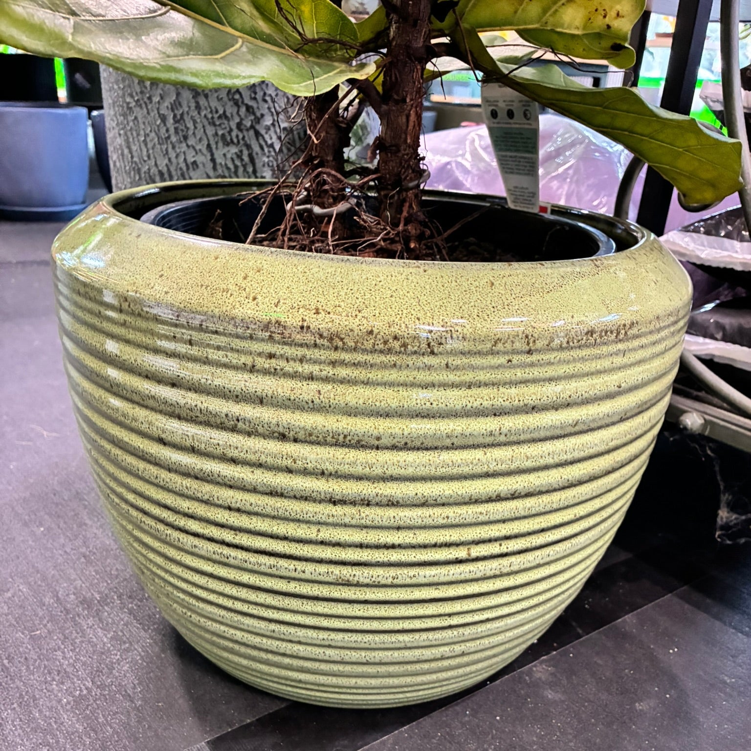 A large round ceramic planter with horizontal ridges, in a speckled light olive green glaze, holding a fiddle-leaf fig plant. The planter is photographed on a dark gray tiled floor in what appears to be a store or greenhouse setting.