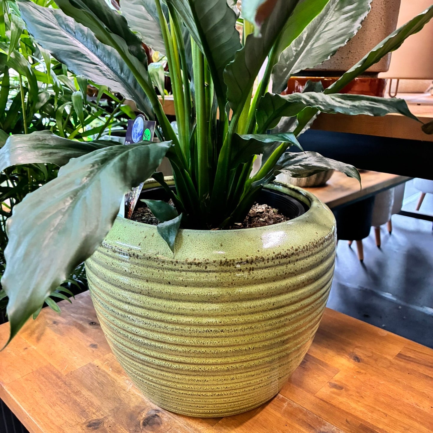 Suri Egg S/3 - Green