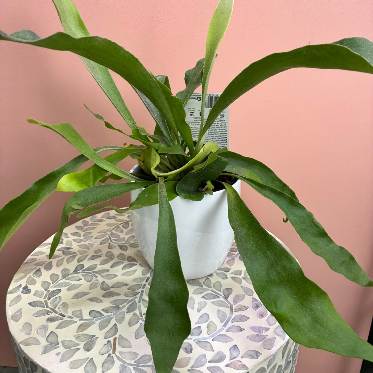Platycerium Elk Horn Fern - 130mm
