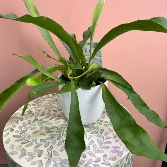 Platycerium Elk Horn Fern - 130mm