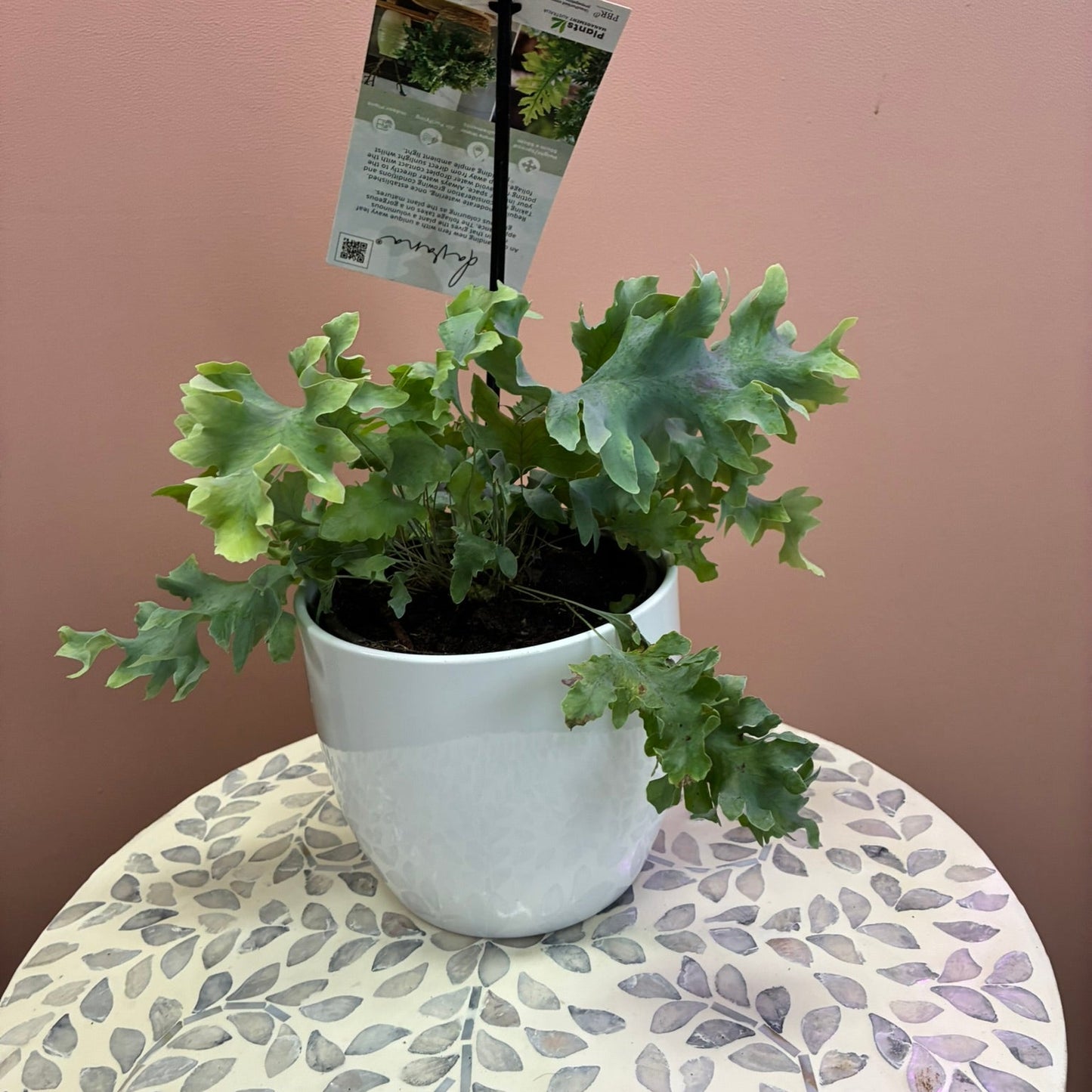 Davana Phlebodium 130mm