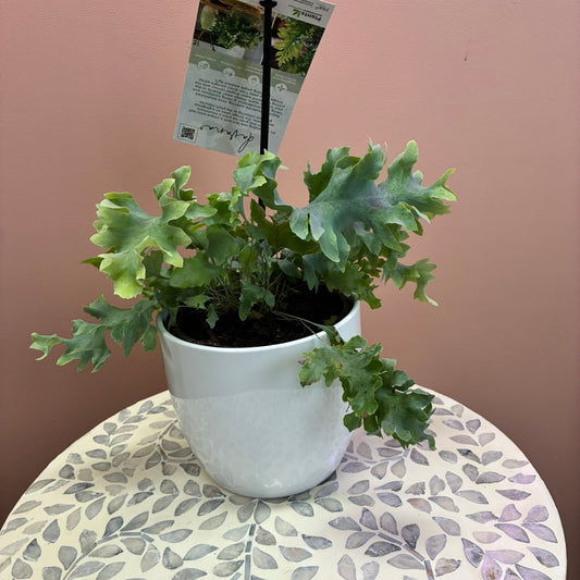 Davana Phlebodium 130mm