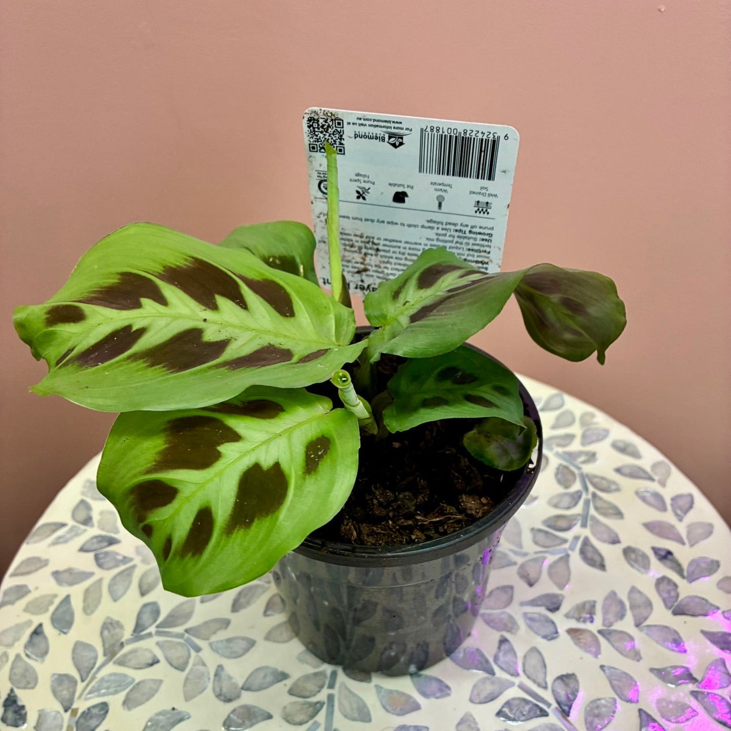 Maranta Leuconeura Green Prayer Plant 130mm