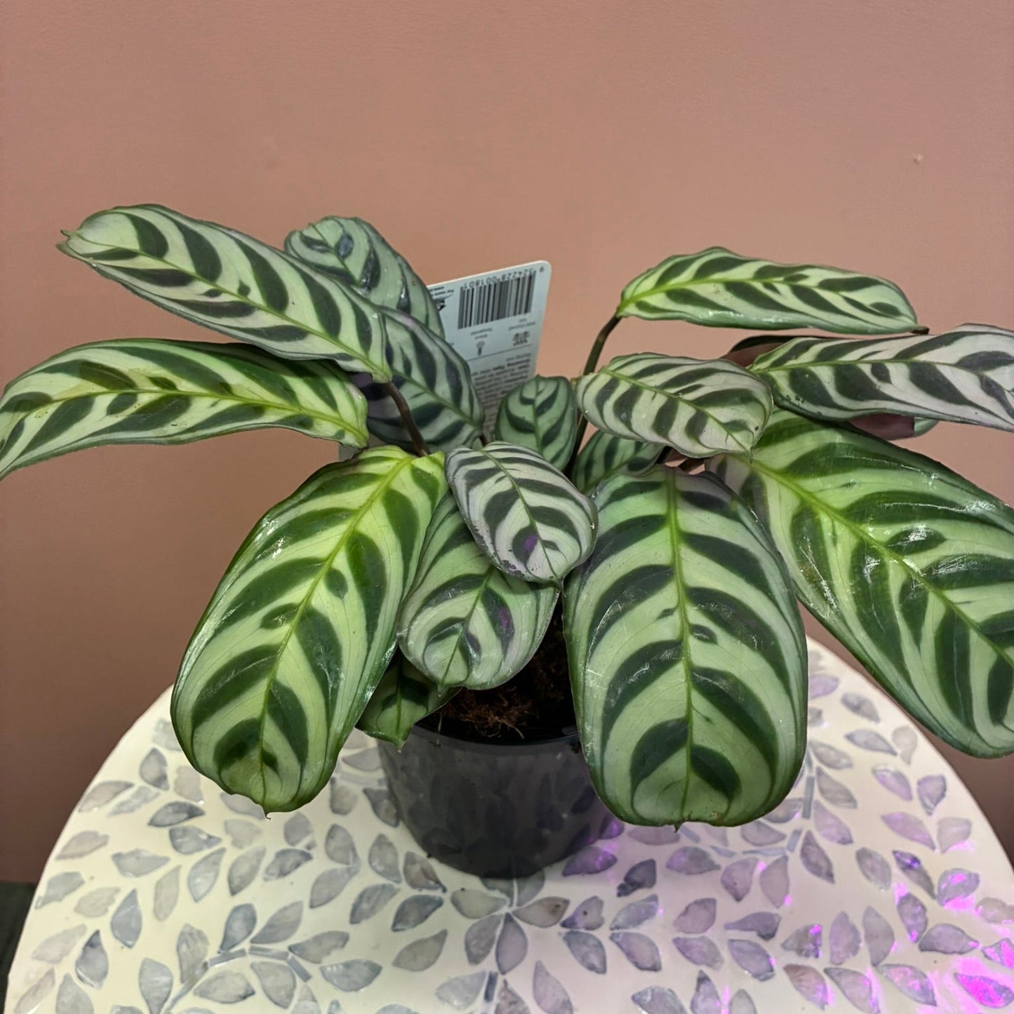 Ctenanthe Burle-Marxii 130mm