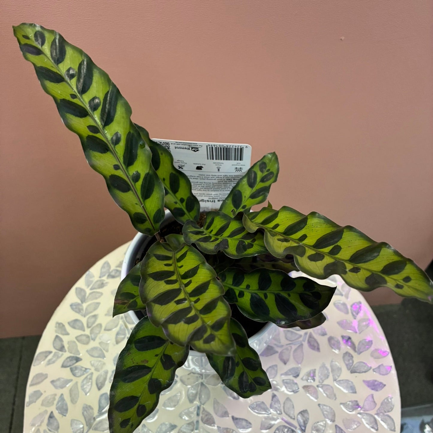 Calathea Insignis / Rattlesnake 130mm
