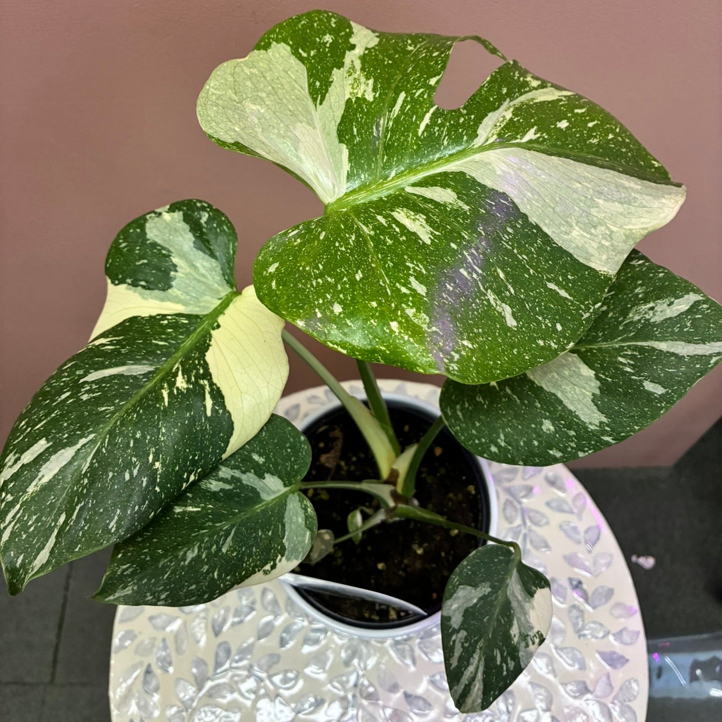 Monstera Thai Constellation 12cm Pot