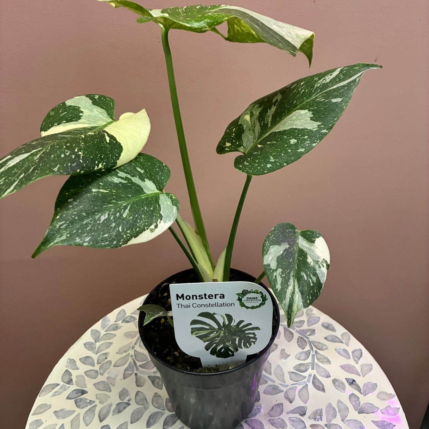 Monstera Thai Constellation 12cm Pot