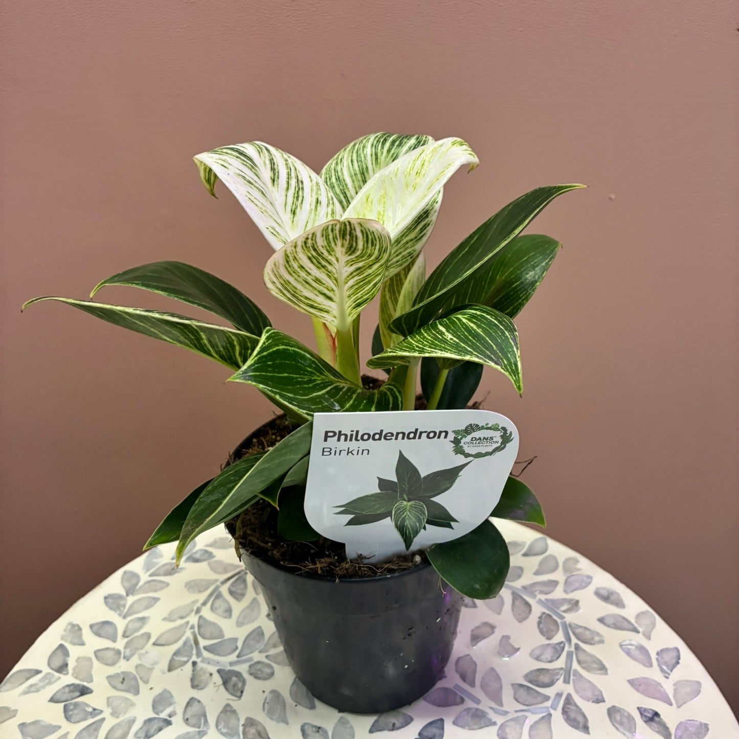 Philodendron Birkin 120mm