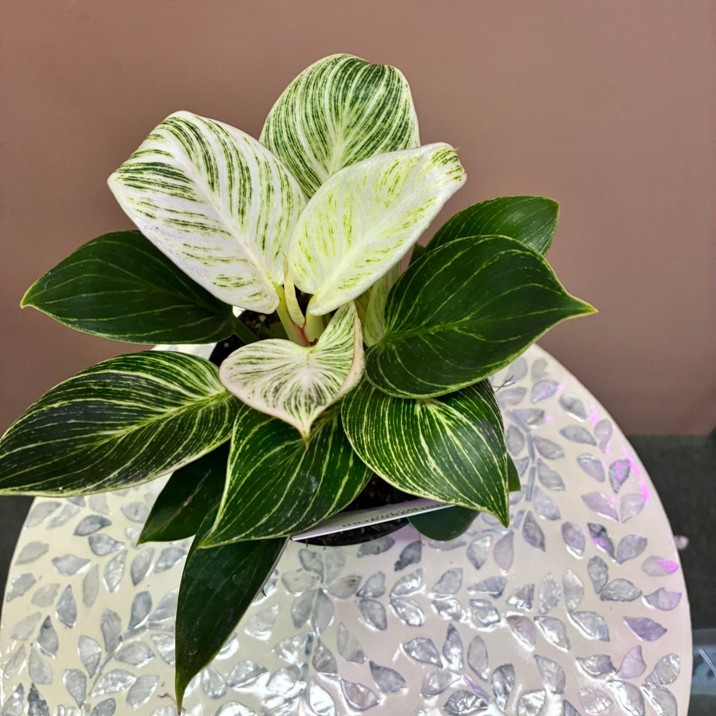 Philodendron Birkin 120mm