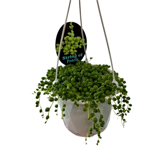 String of Pearls 13cm