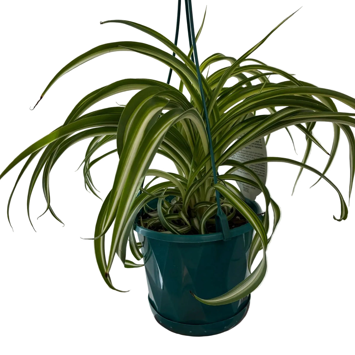 Spider Plant Chlorophytum Bonnie 13cm