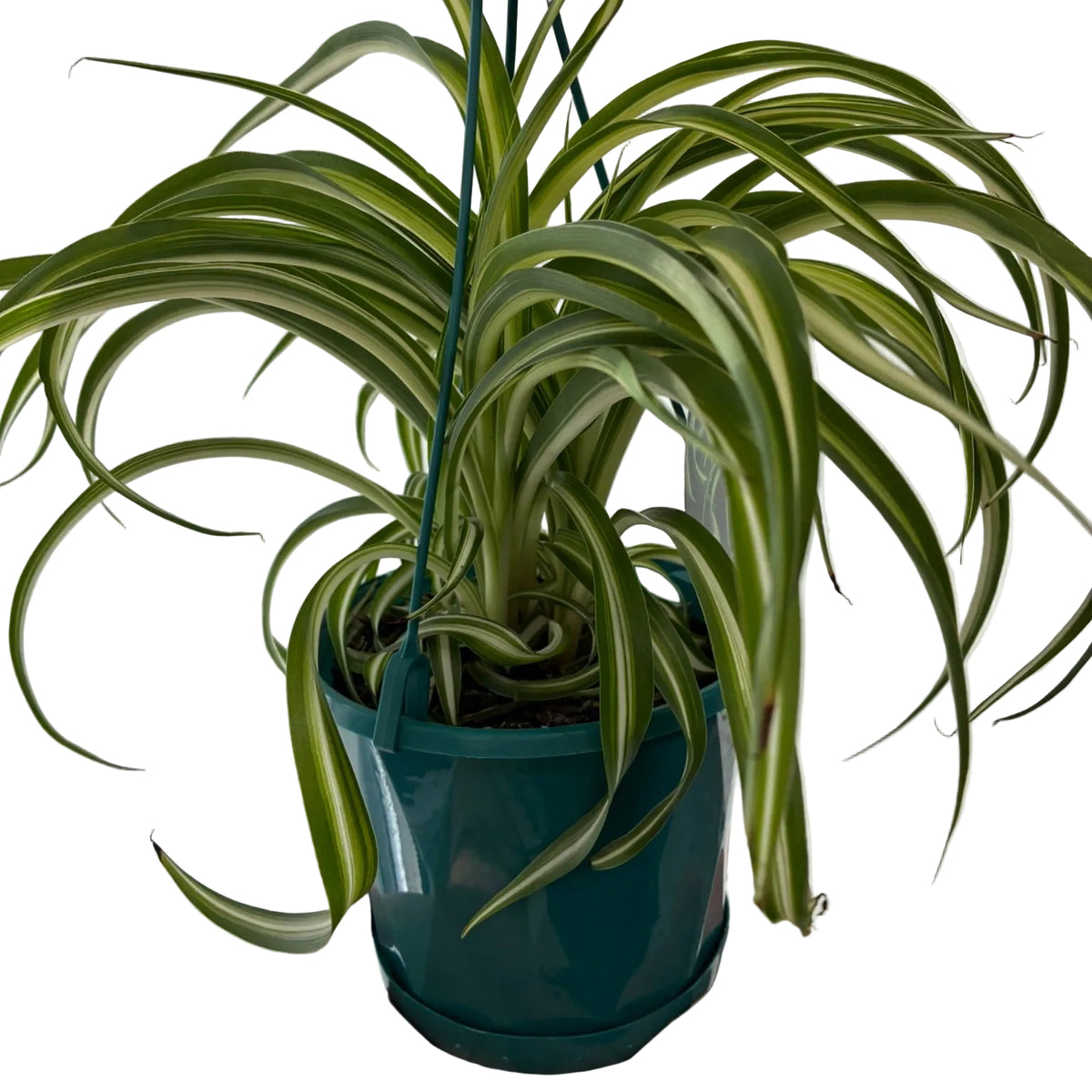 Spider Plant Chlorophytum Bonnie 13cm