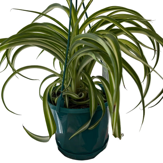 Spider Plant Chlorophytum Bonnie 13cm