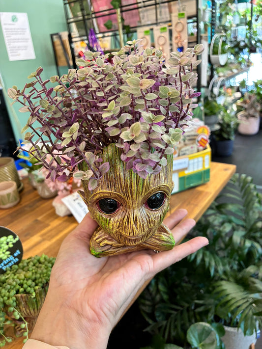 Baby ‘Groot’ Planter with plant