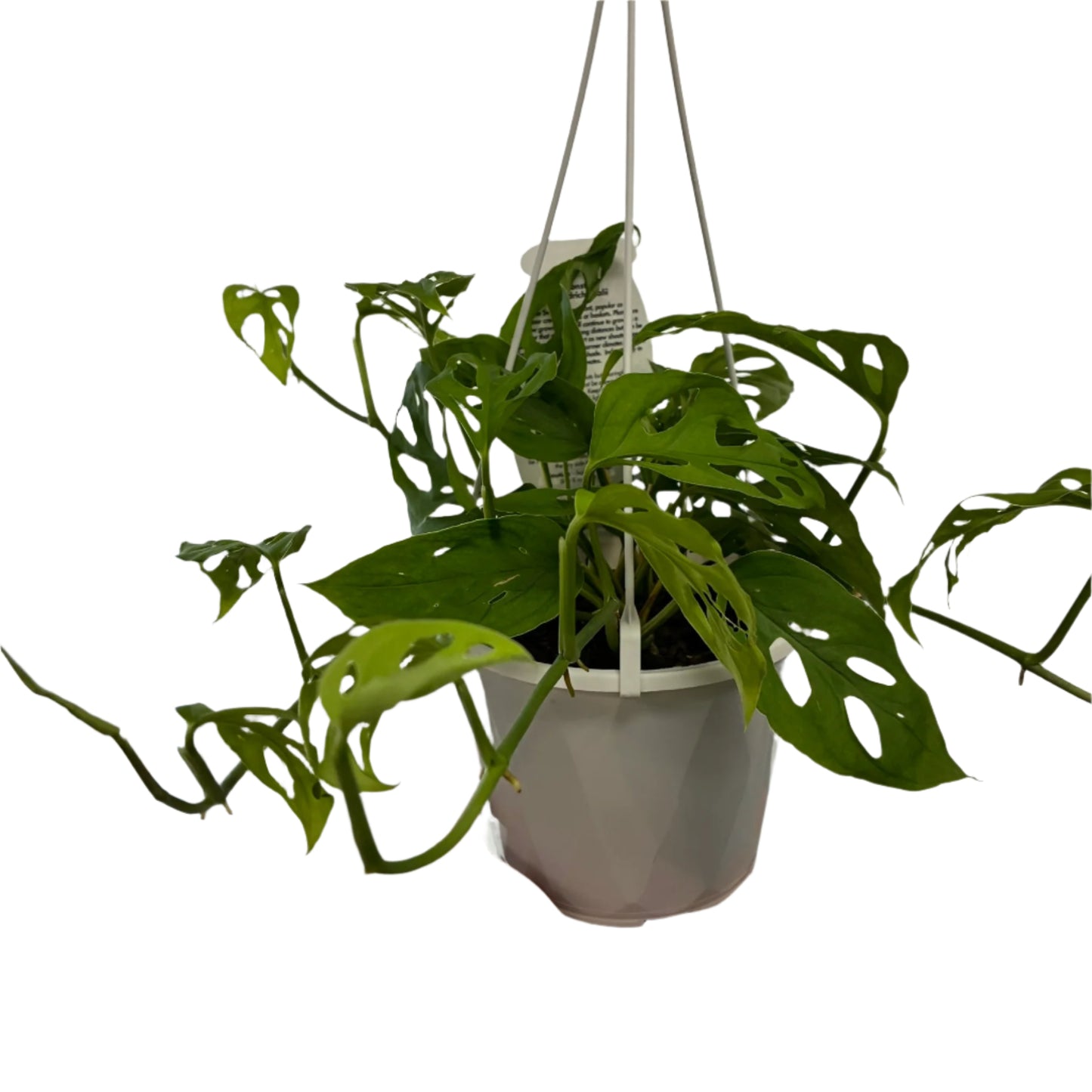 Trailing Monstera Freidrichstalii 130mm hanging