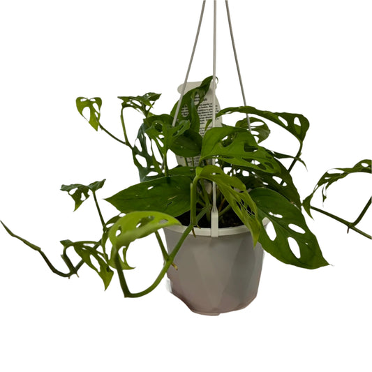 Trailing Monstera Freidrichstalii 130mm hanging