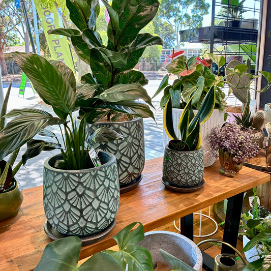 Deco Pots with Saucers - Teal - 3 sizes