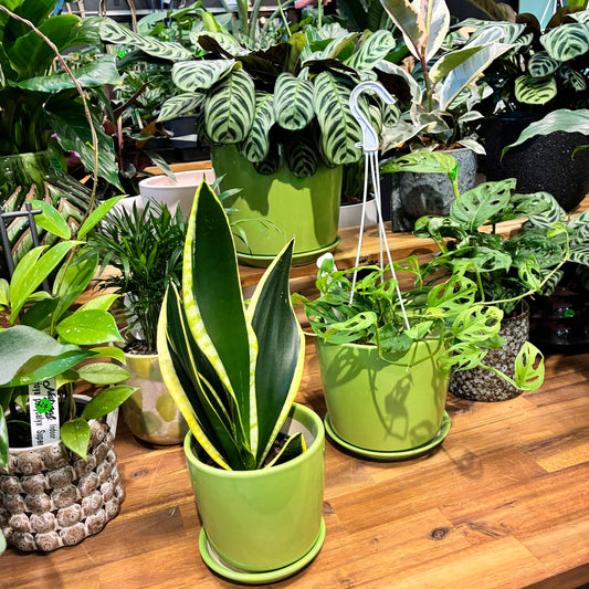 Maya Cone Pot with Saucers - Green -  3 sizes